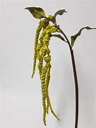 Amaranthus - Green